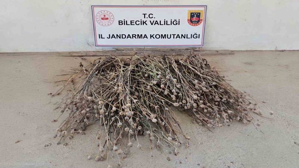 Bilecik&rsquo;te izinsiz ekilen 136 k&ouml;k haşhaş ele ge&ccedil;irildi
