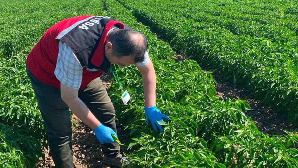 Manisa&rsquo;da organik &uuml;r&uuml;nlere pestisit analizleri başladı
