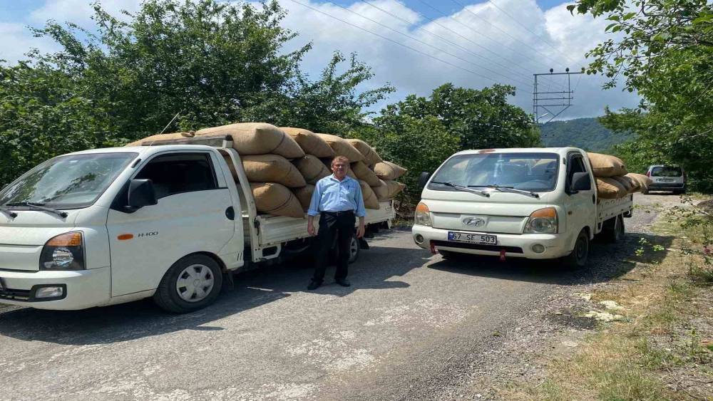 Fındık t&uuml;ccarından &uuml;reticiye kritik uyarı: "Dalından toplamayın, yere d&ouml;k&uuml;lmesini bekleyin"
