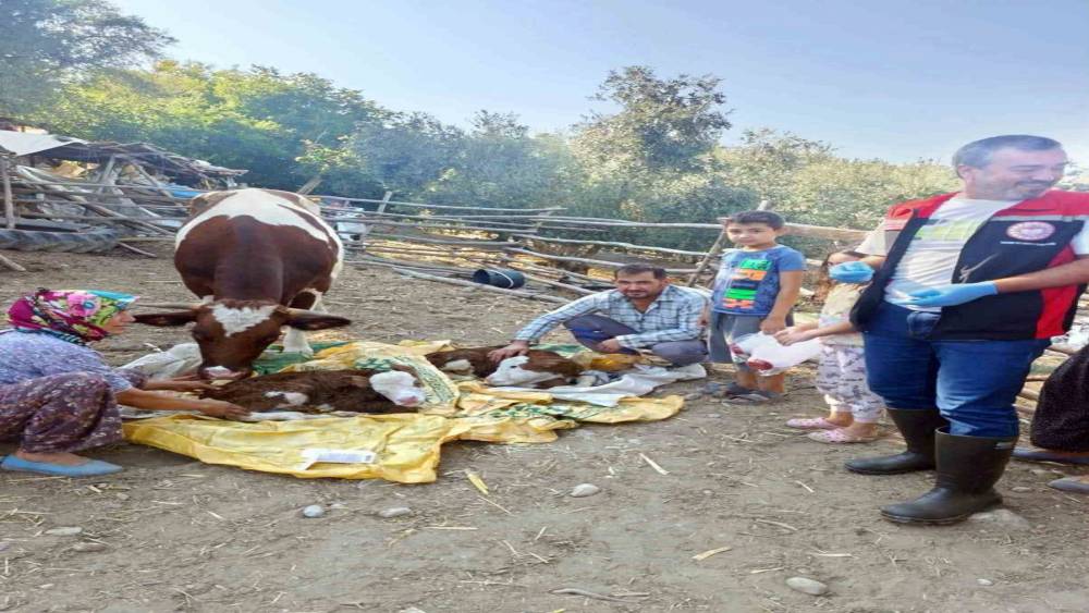 Muğla&rsquo;da yeni doğan buzağılar i&ccedil;in seferberlik
