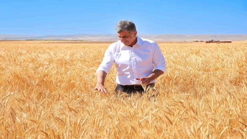 ETİ, kuraklığa dayanıklı Kanatlı Buğdayı&rsquo;nın ilk tohumluk hasadını ger&ccedil;ekleştirdi
