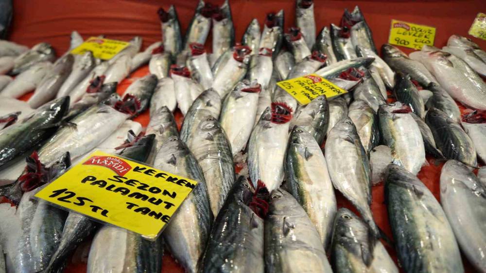 Kocaeli&rsquo;de balık sezonu palamut bolluğuyla başladı
