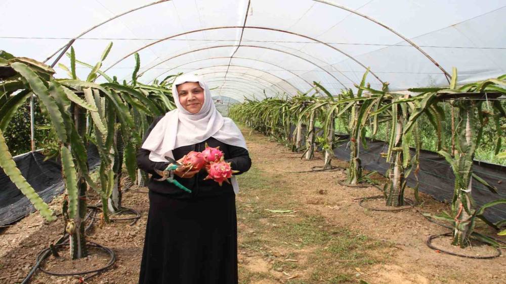 &rsquo;Burada yetişmez&rsquo; diyenlere inat &uuml;retime başladı, 1 tonun &uuml;zerinde &uuml;r&uuml;n bekliyor
