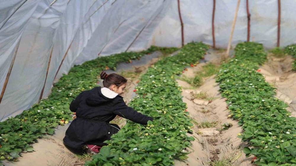 Narenciyeden umduğunu bulamayan &uuml;retici &ccedil;ileğe y&ouml;neldi
