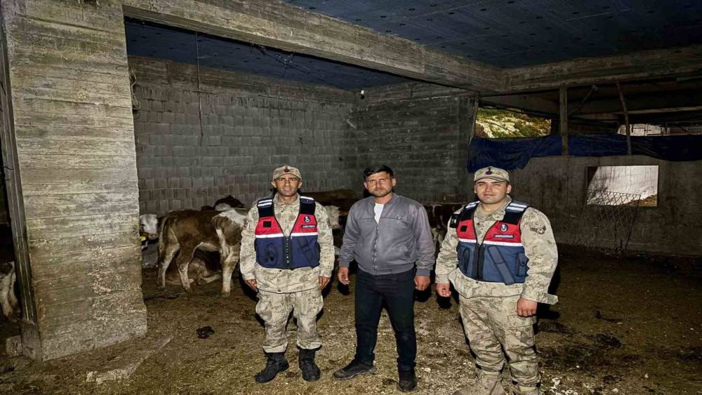Kilis&rsquo;te kaybolan 13 b&uuml;y&uuml;kbaş hayvan jandarma tarafından bulundu

