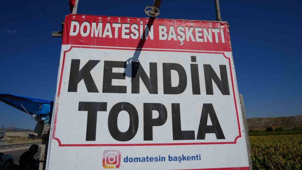 Ayaş domatesi hasadında yeni d&ouml;nem: Vatandaş tarlaya gidip kendi topluyor
