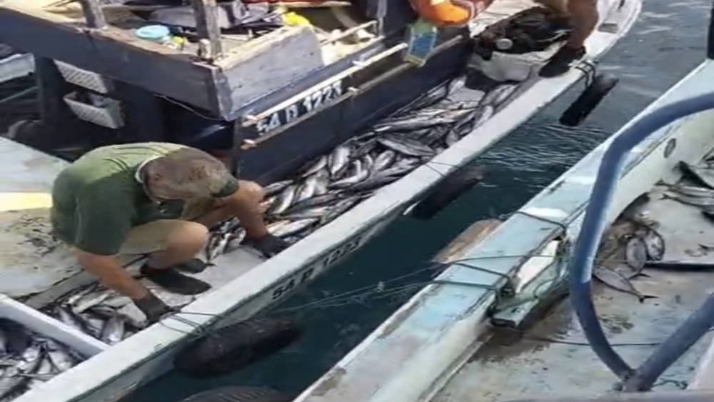 Ak&ccedil;akoca a&ccedil;ıklarında palamut bereketi: Tekneler dolu d&ouml;n&uuml;yor
