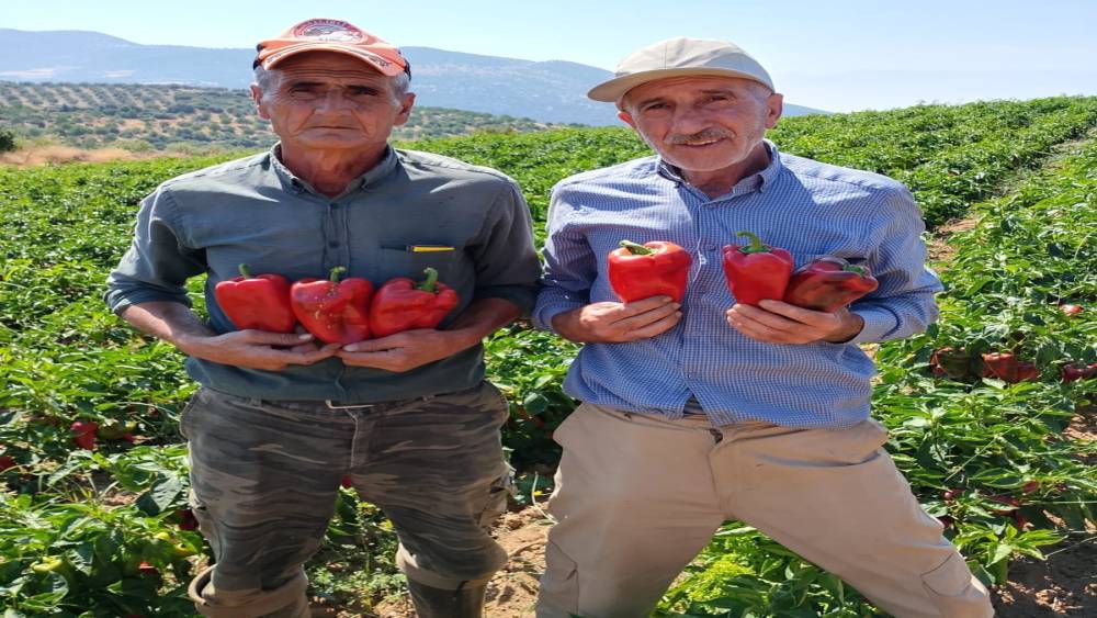Salihli&rsquo;de kapya biberde hasat zamanı

