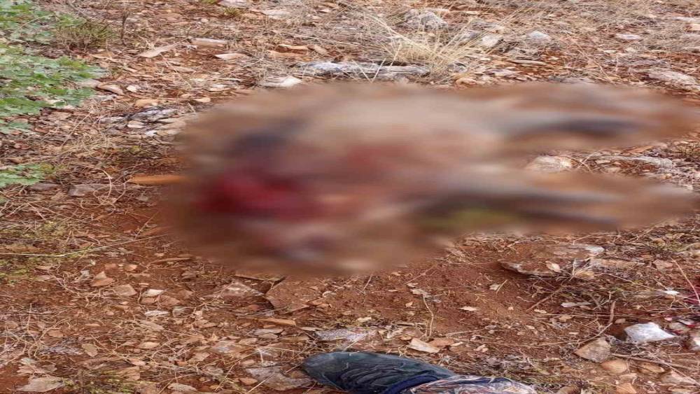 Sivrihisar&rsquo;da tarım arazilerine zarar veren yaban domuzları avlandı
