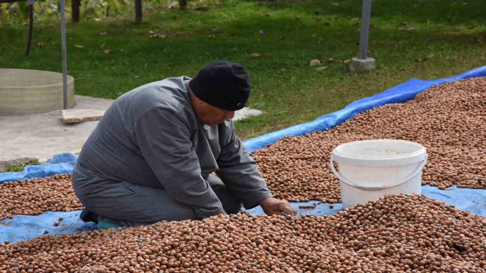 Sakarya&rsquo;nın y&uuml;ksek kesimlerinde fındık mesaisi devam ediyor

