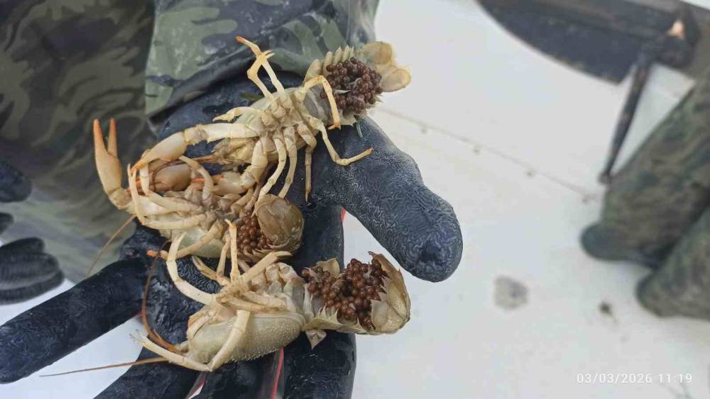 Eğirdir G&ouml;l&uuml;&rsquo;nde ka&ccedil;ak pinterlere el konuldu, kerevitler g&ouml;le bırakıldı
