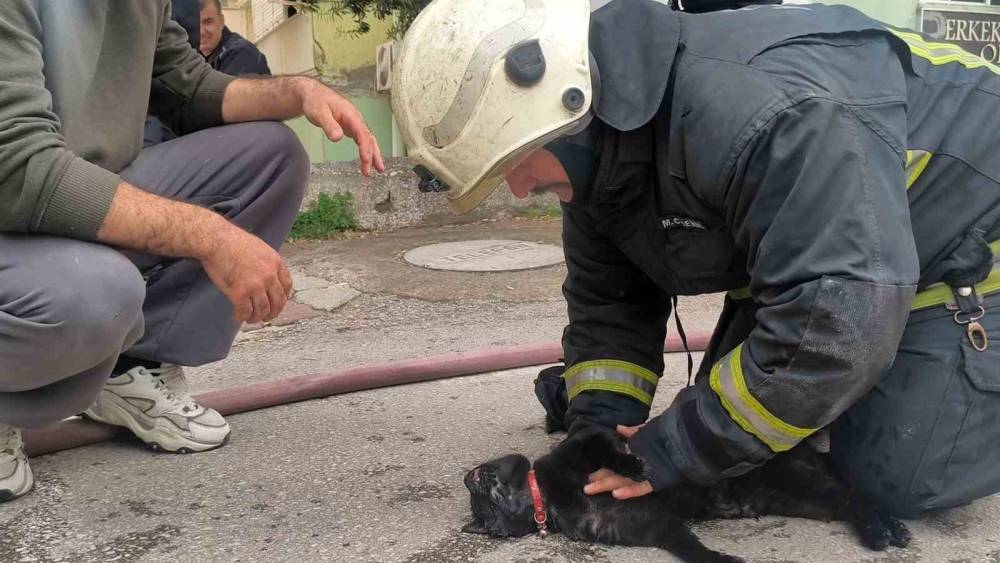 İtfaiye eri yangında dumandan etkilenen kediyi kalp masajı ile hayata d&ouml;nd&uuml;rd&uuml;
