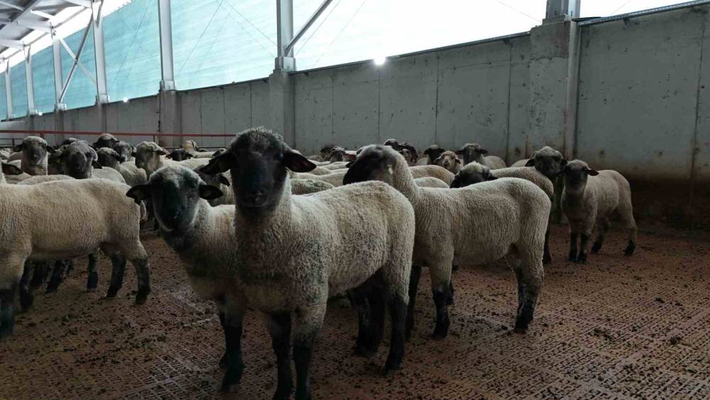 Kastamonu&rsquo;da bilimsel &ccedil;alışmalar meyvesini verdi: 55 koyun 100&rsquo;&uuml;n &uuml;zerinde kuzu doğurdu
