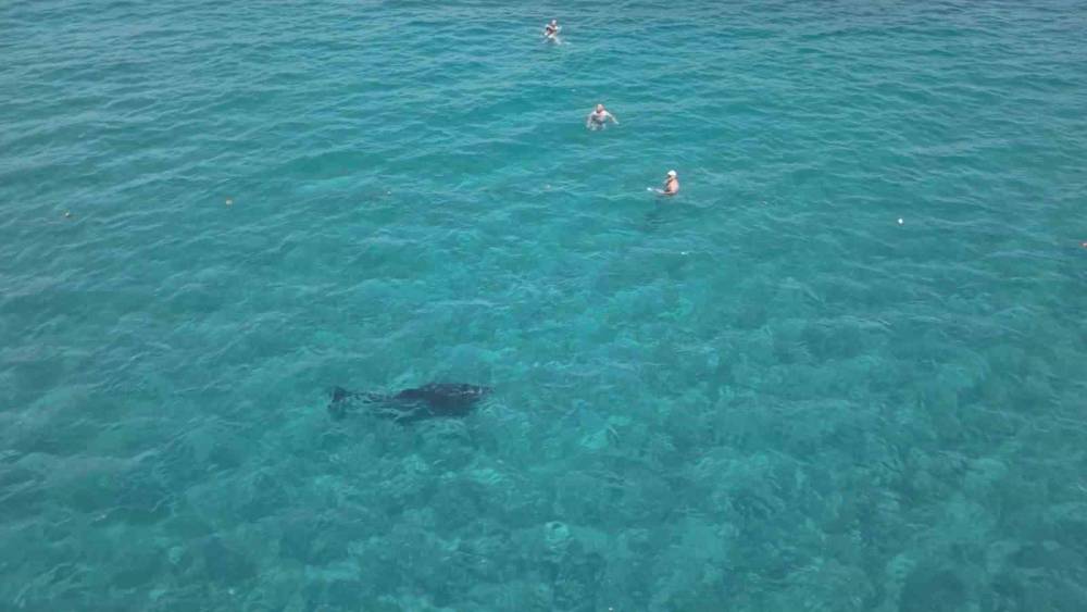 Alanya&rsquo;da kıyıya yaklaşan yunus turistlerle y&uuml;zd&uuml;
