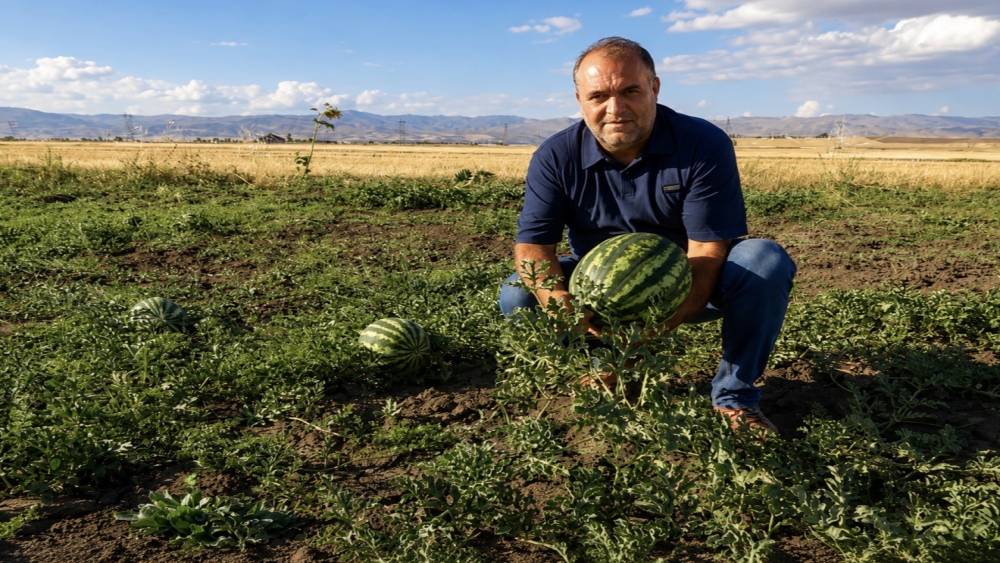 Ağrı&rsquo;nın verimli tarlalarında yetişen kavun ve karpuzlar tezg&acirc;hlara hazırlanıyor
