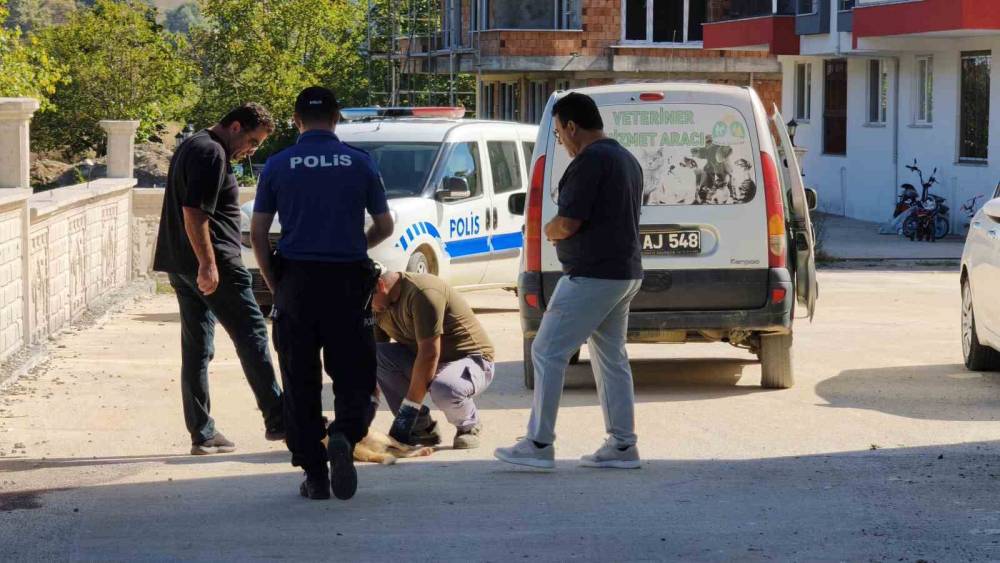 Sinop&rsquo;ta sokak k&ouml;peği silahla vurularak &ouml;ld&uuml;r&uuml;ld&uuml;
