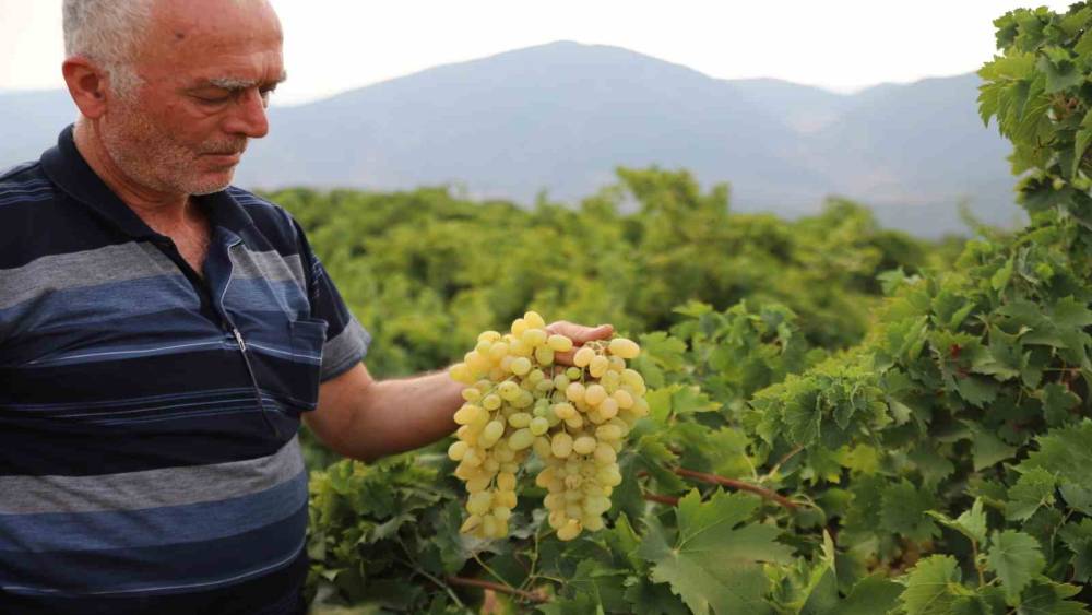 Meşhur &rsquo;hatun parmağı&rsquo; ve &lsquo;Antep karası&rsquo; &uuml;z&uuml;m&uuml;n&uuml;n hasadı başladı
