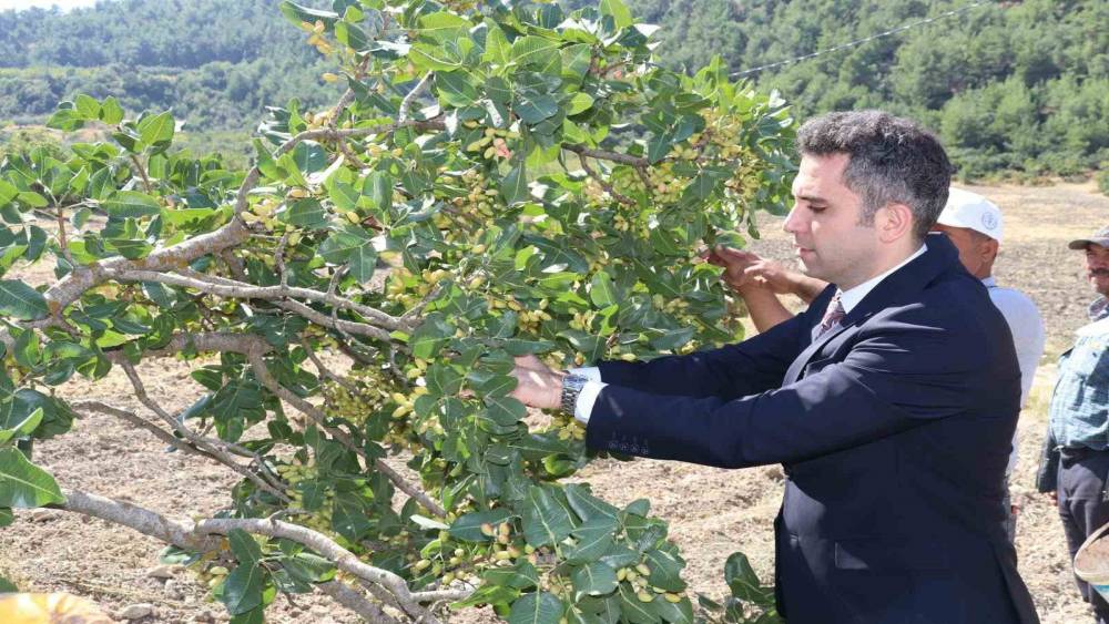 Selendi&rsquo;nin &rsquo;Yeşil Altın&rsquo;ın da hasat başladı
