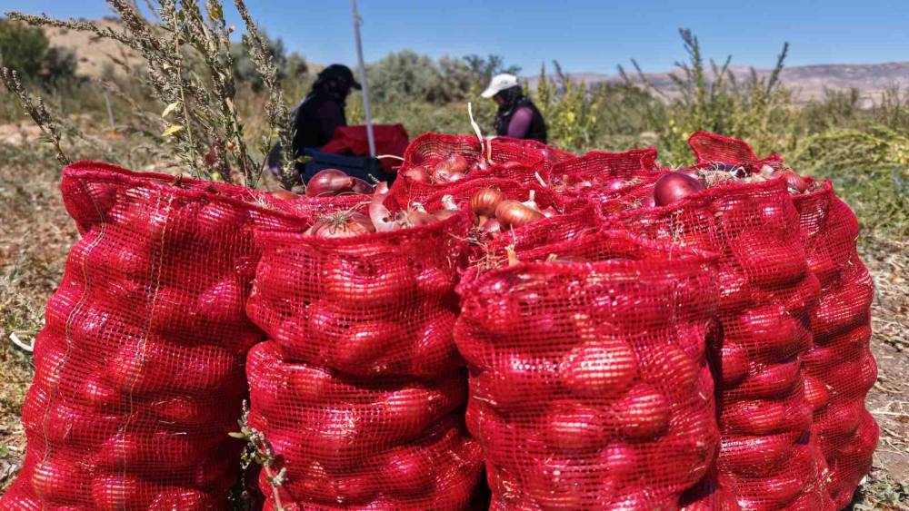 Coğrafi işaretli soğanda hasat başladı: Kadın mevsimlik iş&ccedil;ilerin zorlu mesaisi
