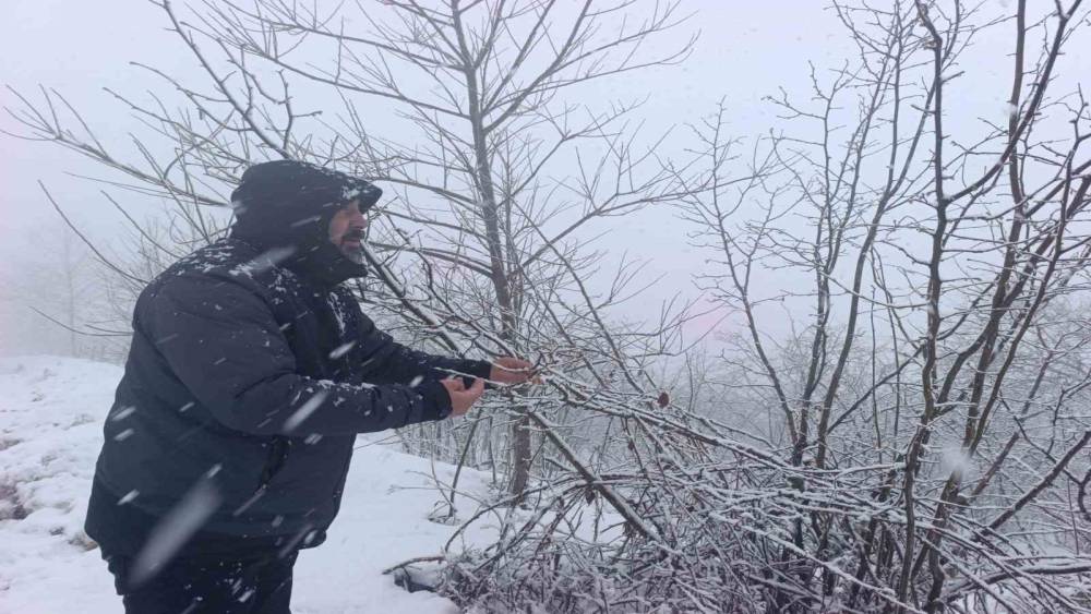 Kar altında kalan fındık bah&ccedil;eleri, &uuml;reticileri tedirgin ediyor
