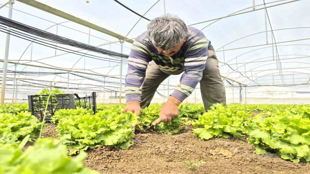 Tarlada ortalama 15 TL olan marul tezgahlarda 100 TL&rsquo;ye satılıyor
