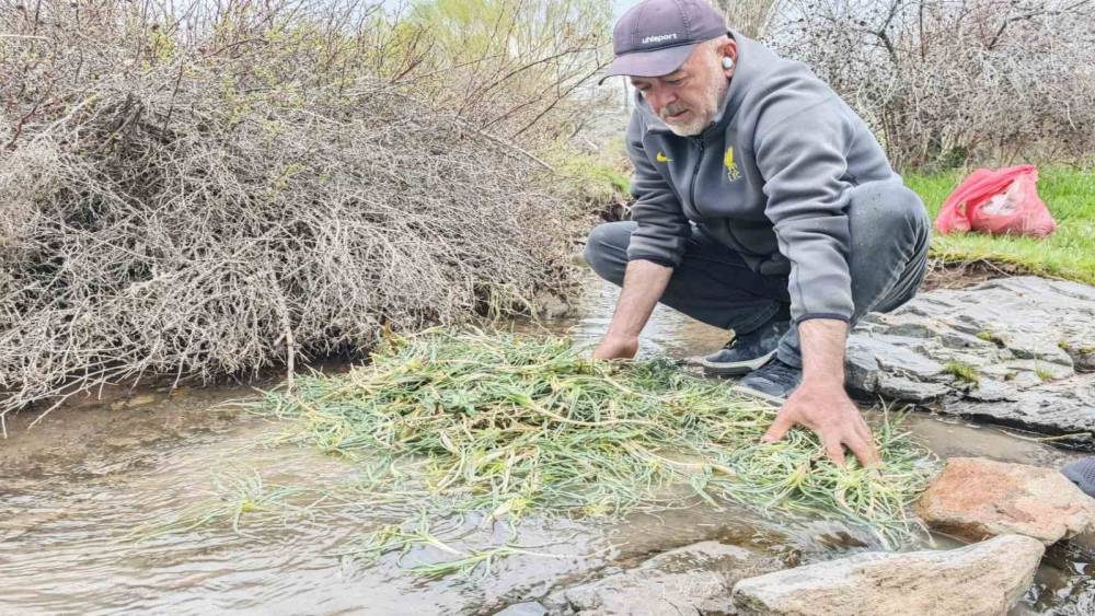 Malatya&rsquo;da yemlik otuna yoğun ilgi
