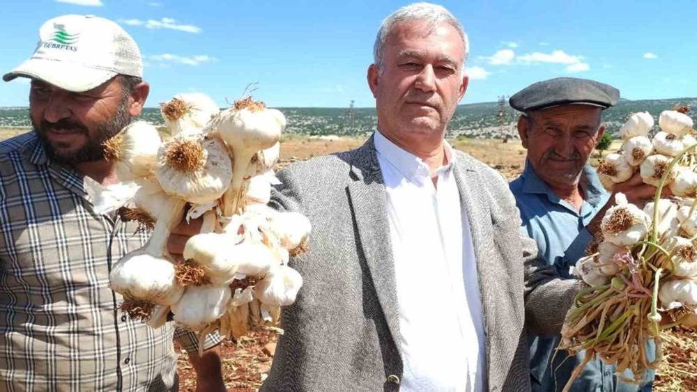 AB tescilli Araban sarımsağının hasadı başladı
