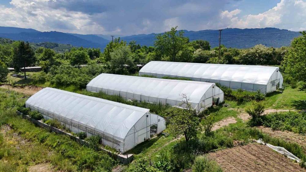 Ordu&rsquo;da &ouml;rt&uuml; altı &uuml;retim 68 bin metrekareye ulaştı
