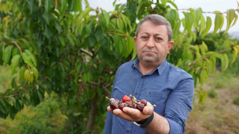 Tokat&rsquo;ta aşırı yağış kirazı vurdu
