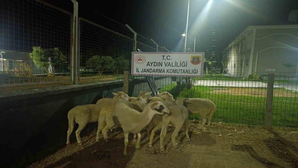 Ko&ccedil;arlı&rsquo;da 15 koyun evin bah&ccedil;esinden &ccedil;alındı
