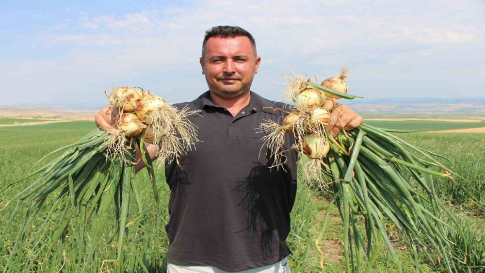 Amasya&rsquo;da soğan bir bardak &ccedil;aydan bile ucuz
