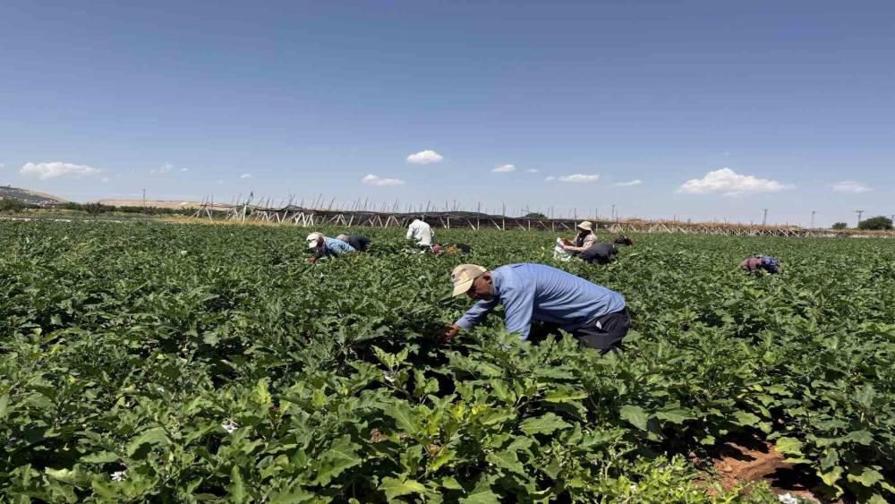 Gaziantep&rsquo;te dolmalık patlıcan hasadı başladı
