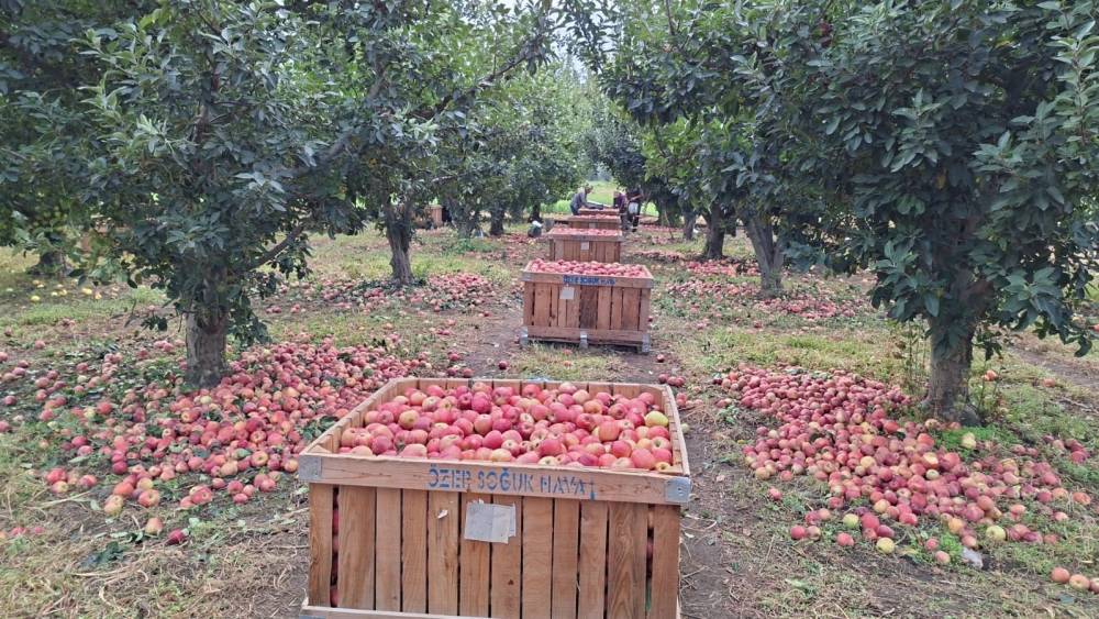 Elma &uuml;reticisi maliyet altında eziliyor
