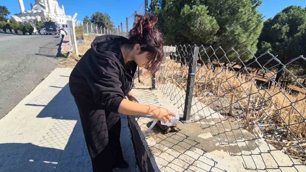 Alevlerin arasından kurtarılan kaplumbağaya vatandaş sahip &ccedil;ıktı
