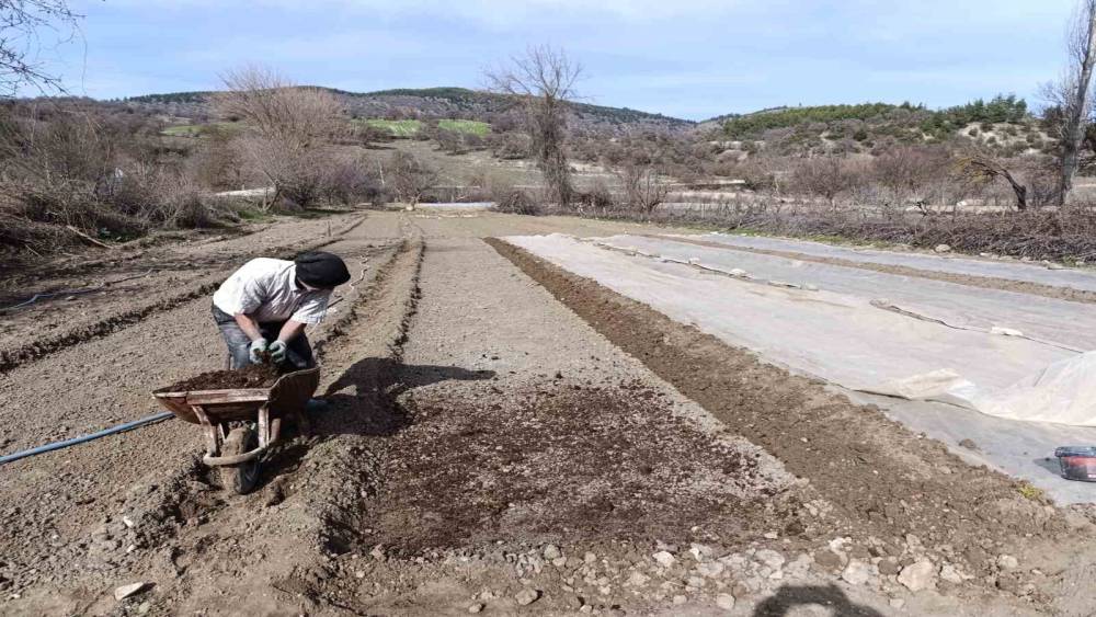 Selendi&rsquo;de t&uuml;t&uuml;n &uuml;reticisinin zorlu mesaisi başladı
