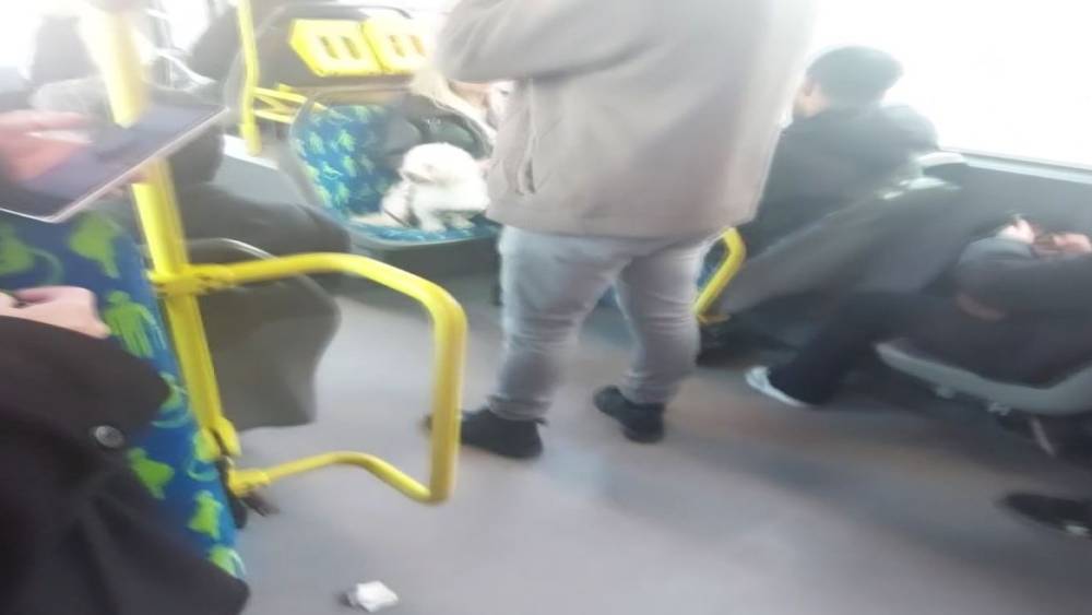 Metrob&uuml;ste k&ouml;pek koltukta oturdu, sosyal medyada tartışma başladı
