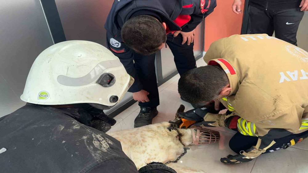 Boynuna zincir sıkışan k&ouml;peğin imdadına itfaiye yetişti
