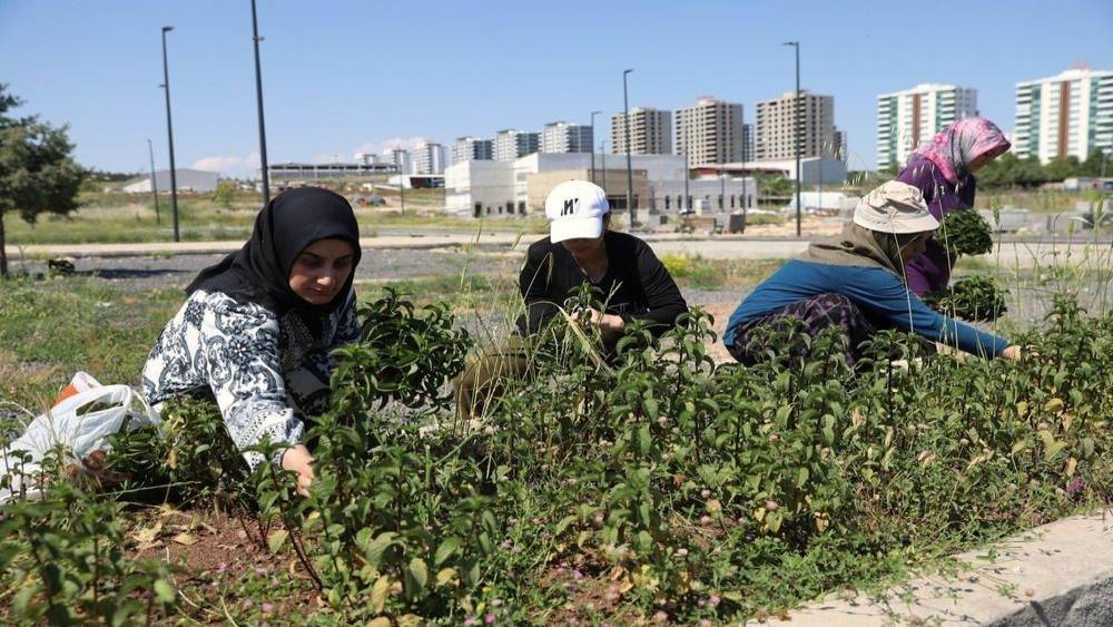 Kadın emeğiyle yetişen tıbbi ve aromatik bitkilerin ilk hasadı yapıldı
