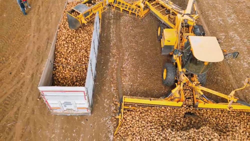 Tekirdağ&rsquo;da şeker pancarı hasadı: Dekara 10 ton verim alındı
