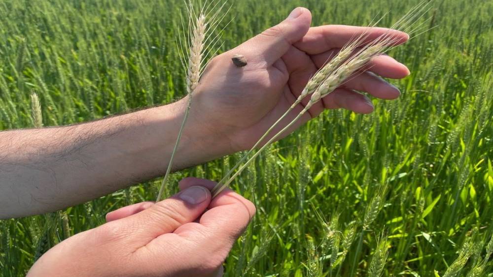 Gediz&rsquo;de hububat alanlarında tarla kontrolleri yapıldı
