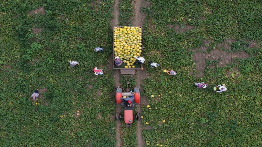 Bafra Ovası&rsquo;nda kavun-karpuz bereketi: Baldan tatlı hasat
