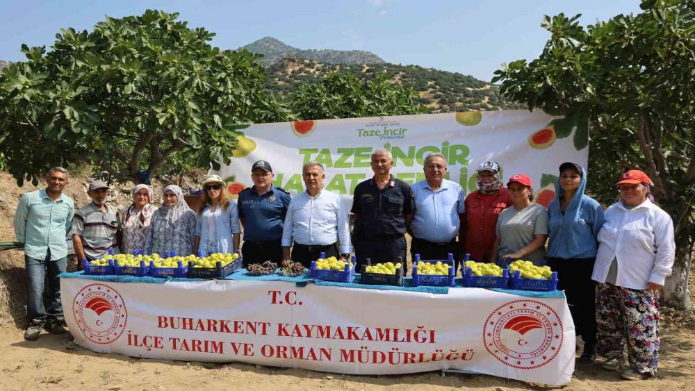 Buharkent&rsquo;te taze incir hasadı başladı
