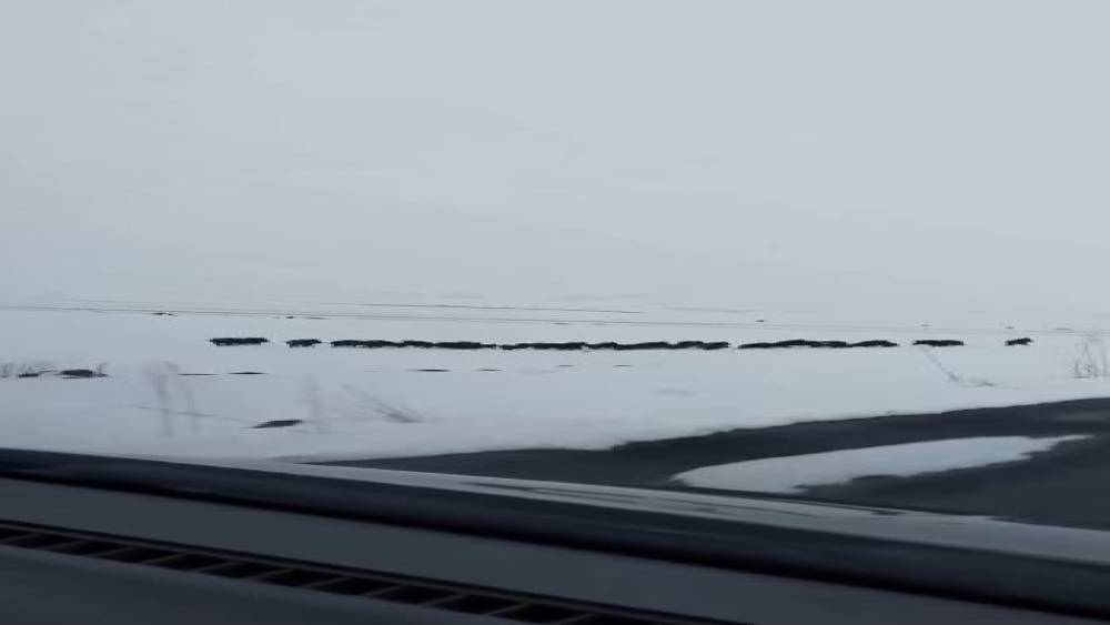 Karlı arazide ilerleyen domuz s&uuml;r&uuml;s&uuml; g&ouml;r&uuml;nt&uuml;lendi
