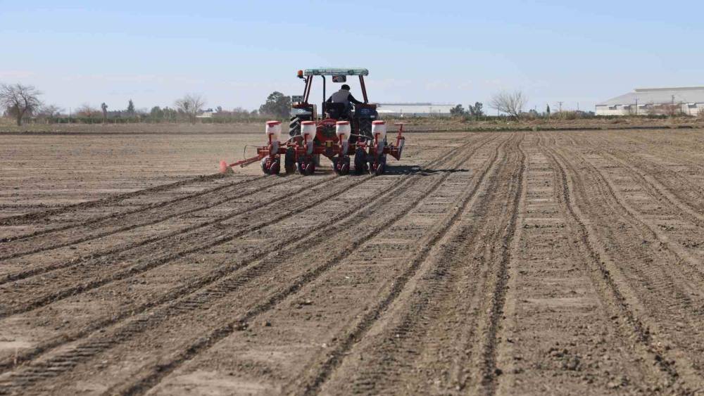 &Ccedil;ukurova&rsquo;nın bereketli toprakları mısır ve ay&ccedil;i&ccedil;eği tohumları ile buluştu
