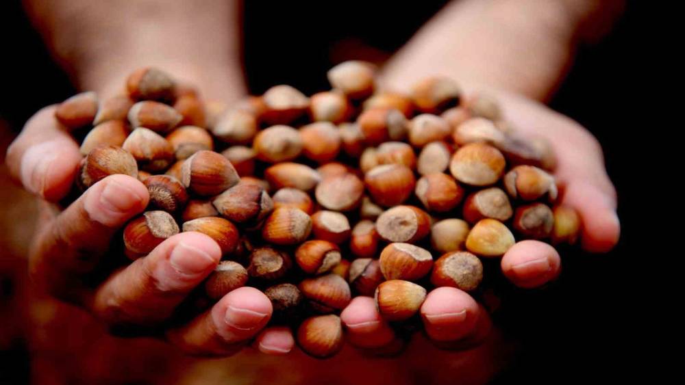 Yılın ilk &ccedil;eyreğinde 2 bin 784 ton fındık ihra&ccedil; edildi
