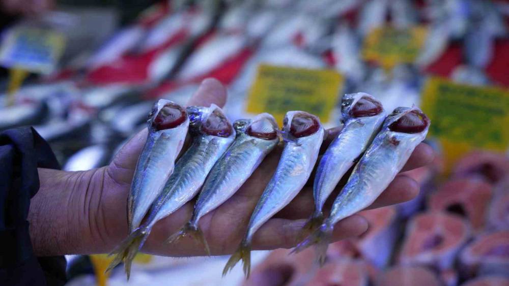 Sezonun sonuna gelinirken istavritin kilosu 70 TL&rsquo;ye d&uuml;şt&uuml;
