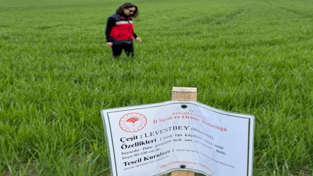 Aslanapa&rsquo;da buğday demonstrasyon sahalarında hastalık ve zararlı s&uuml;rvey &ccedil;alışmaları
