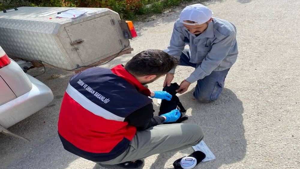 Emet&rsquo;te sahipli kedi ve k&ouml;peklere mikro&ccedil;ip uygulaması, kimliklendirme ve pasaport tahsisi işlemleri
