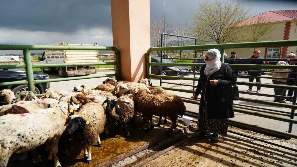 Kadın &uuml;reticilere 3 bin k&uuml;&ccedil;&uuml;kbaş hayvan desteği
