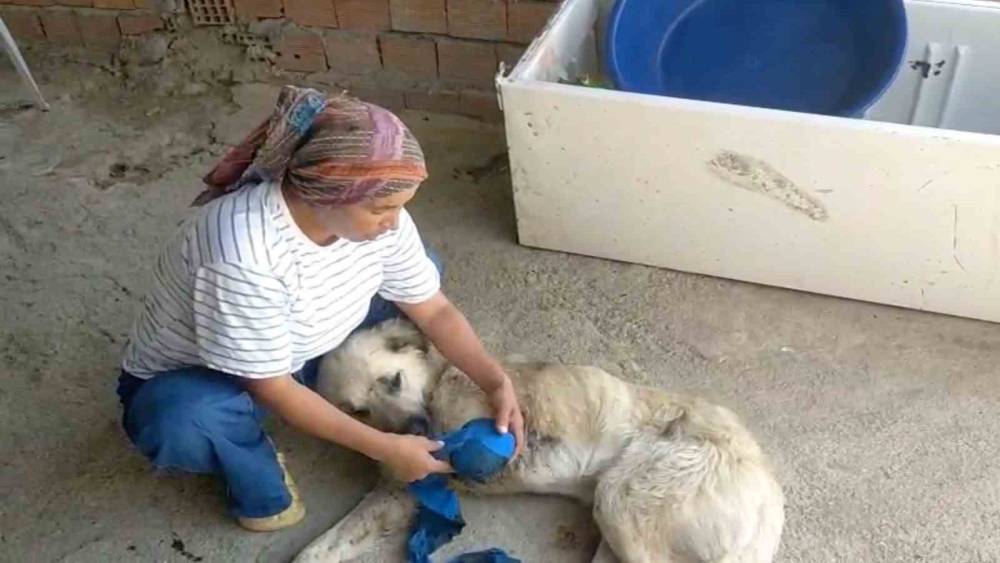 &Ccedil;oban k&ouml;peğini t&uuml;fekle vurup sakat bıraktılar
